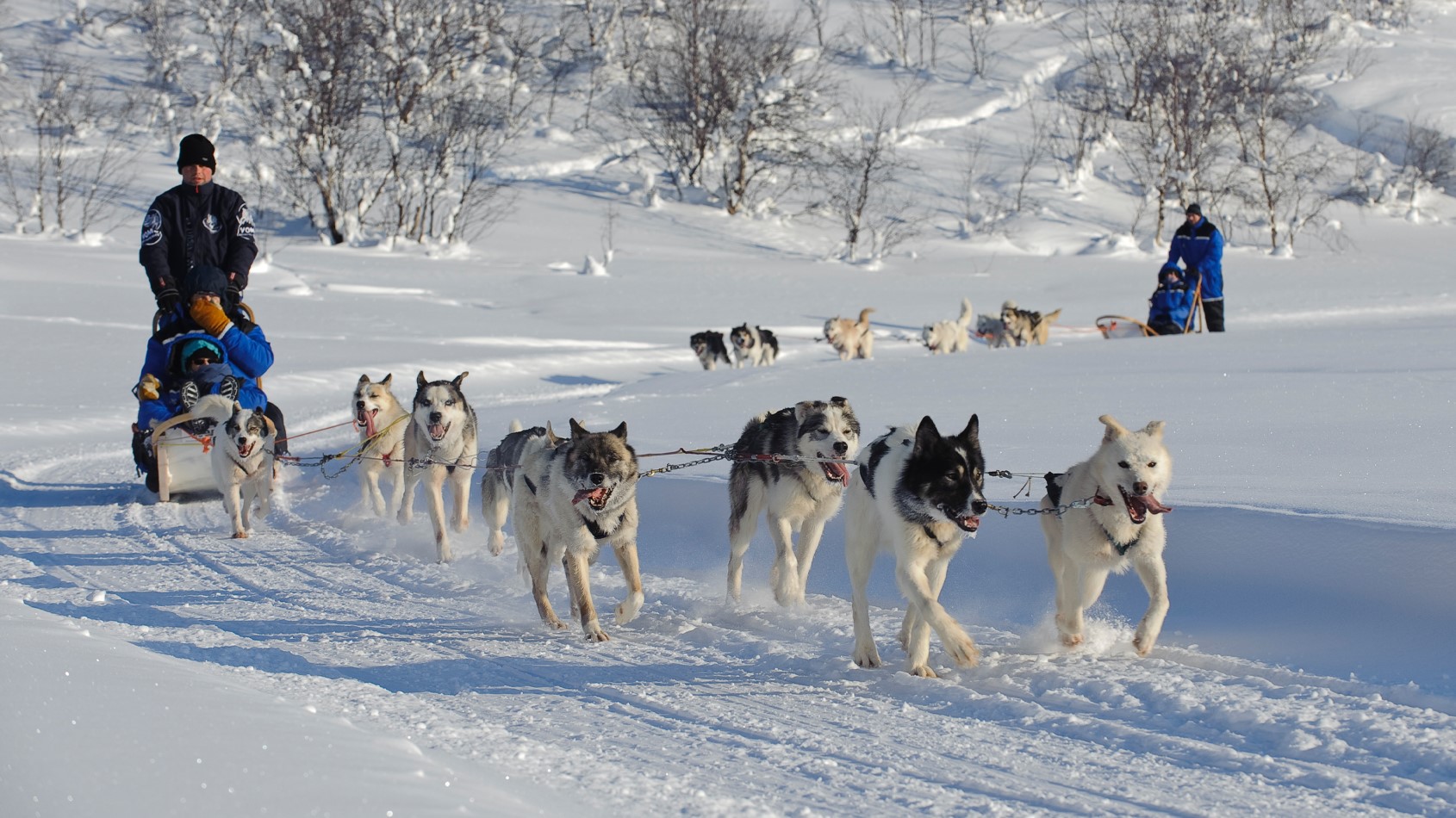 are huskies sled dogs